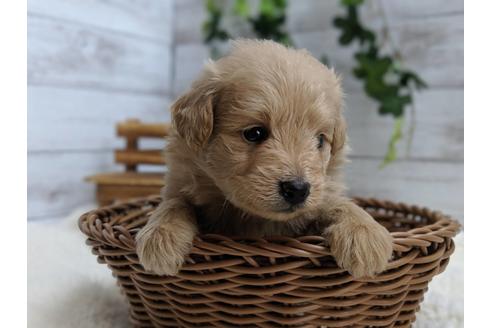 成約済の静岡県のポメプー:ポメラニアン×トイプードル-75175の5枚目