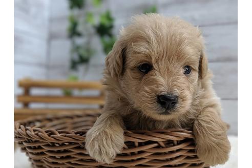 成約済の静岡県のポメプー:ポメラニアン×トイプードル-75175の4枚目