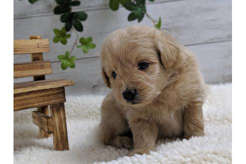 成約済の静岡県のポメプー:ポメラニアン×トイプードル-75175の3枚目