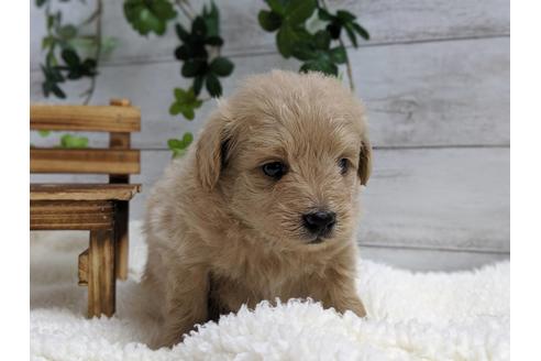 成約済の静岡県のポメプー:ポメラニアン×トイプードル-75175の2枚目