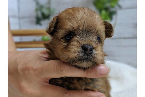 成約済の静岡県のポメプー:ポメラニアン×トイプードル-75176の15枚目