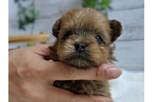 成約済の静岡県のポメプー:ポメラニアン×トイプードル-75176の14枚目
