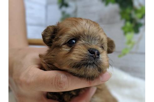 成約済の静岡県のポメプー:ポメラニアン×トイプードル-75176の13枚目