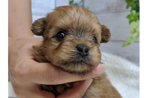 成約済の静岡県のポメプー:ポメラニアン×トイプードル-75176の12枚目