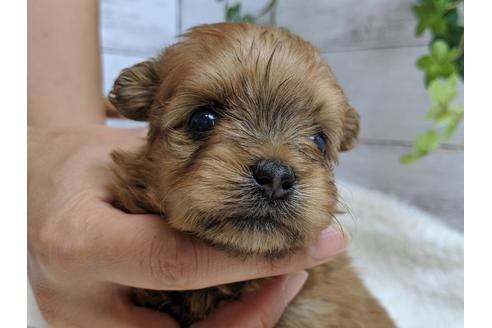 成約済の静岡県のポメプー:ポメラニアン×トイプードル-75176の11枚目