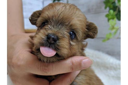 成約済の静岡県のポメプー:ポメラニアン×トイプードル-75176の10枚目