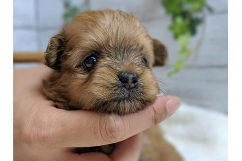 成約済の静岡県のポメプー:ポメラニアン×トイプードル-75176の9枚目