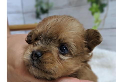 成約済の静岡県のポメプー:ポメラニアン×トイプードル-75176の8枚目