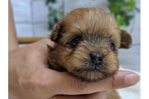 成約済の静岡県のポメプー:ポメラニアン×トイプードル-75176の7枚目