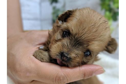 成約済の静岡県のポメプー:ポメラニアン×トイプードル-75176の6枚目