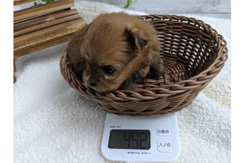 成約済の静岡県のポメプー:ポメラニアン×トイプードル-75176の5枚目