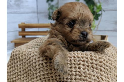 成約済の静岡県のポメプー:ポメラニアン×トイプードル-75176の4枚目