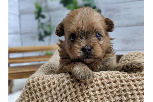 成約済の静岡県のポメプー:ポメラニアン×トイプードル-75176の3枚目