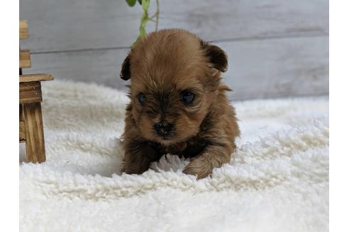 成約済の静岡県のポメプー:ポメラニアン×トイプードル-75176の2枚目