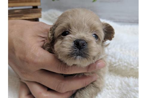 成約済の静岡県のポメプー:ポメラニアン×トイプードル-75178の11枚目