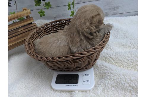 成約済の静岡県のポメプー:ポメラニアン×トイプードル-75178の9枚目