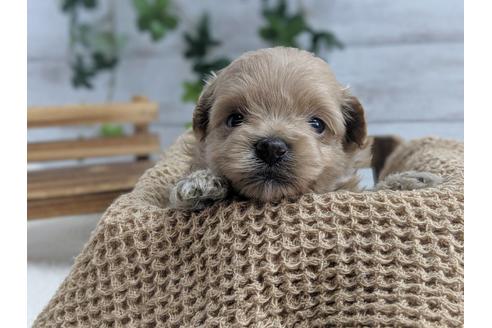 成約済の静岡県のポメプー:ポメラニアン×トイプードル-75178の1枚目