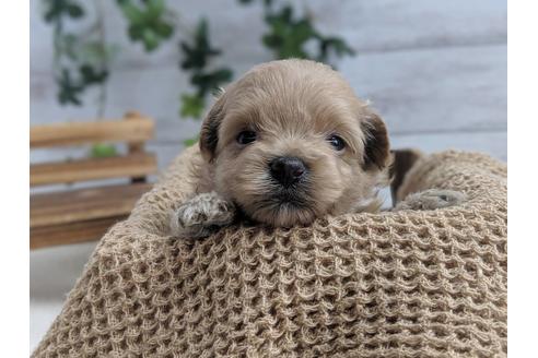 成約済の静岡県のポメプー:ポメラニアン×トイプードル-75178の8枚目