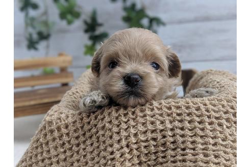 成約済の静岡県のポメプー:ポメラニアン×トイプードル-75178の7枚目