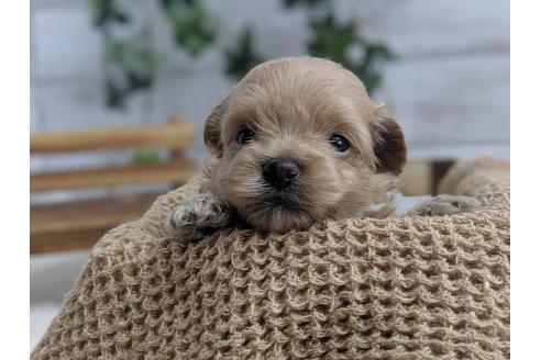 成約済の静岡県のポメプー:ポメラニアン×トイプードル-75178の6枚目