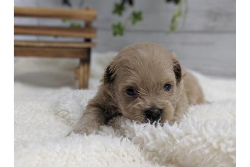 成約済の静岡県のポメプー:ポメラニアン×トイプードル-75178の5枚目