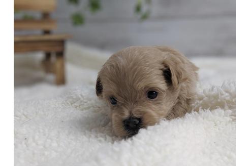 成約済の静岡県のポメプー:ポメラニアン×トイプードル-75178の3枚目