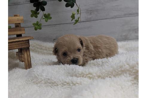 成約済の静岡県のポメプー:ポメラニアン×トイプードル-75178の2枚目