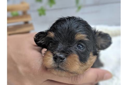 成約済の静岡県のポメプー:ポメラニアン×トイプードル-75177の6枚目