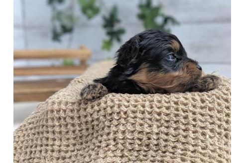 成約済の静岡県のポメプー:ポメラニアン×トイプードル-75177の4枚目