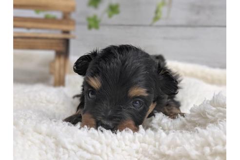 成約済の静岡県のポメプー:ポメラニアン×トイプードル-75177の2枚目