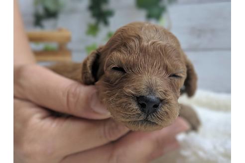 成約済の静岡県のトイプードル-75771の6枚目