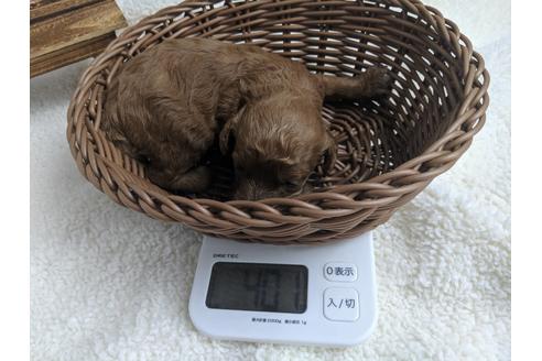 成約済の静岡県のトイプードル-75771の5枚目