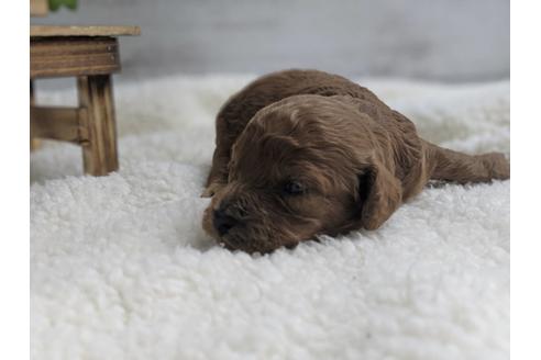 成約済の静岡県のトイプードル-75771の4枚目