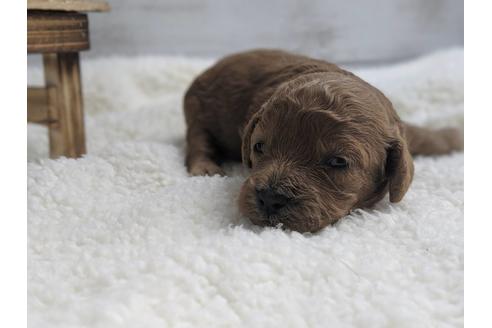 成約済の静岡県のトイプードル-75771の2枚目