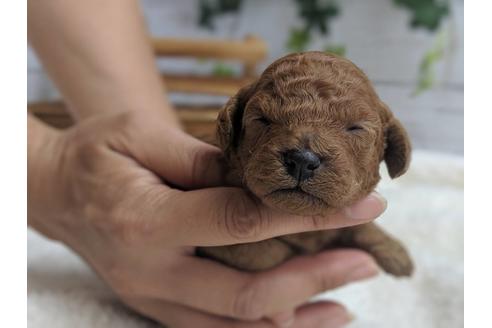 成約済の静岡県のトイプードル-75772の8枚目