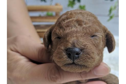成約済の静岡県のトイプードル-75772の7枚目