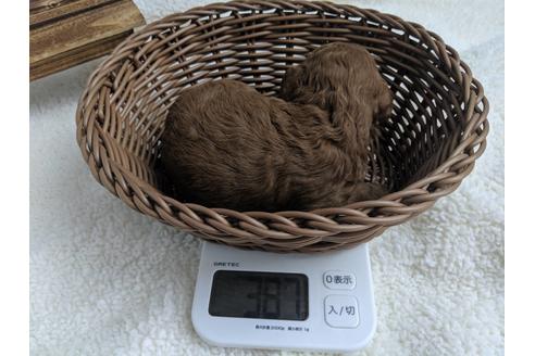 成約済の静岡県のトイプードル-75772の6枚目