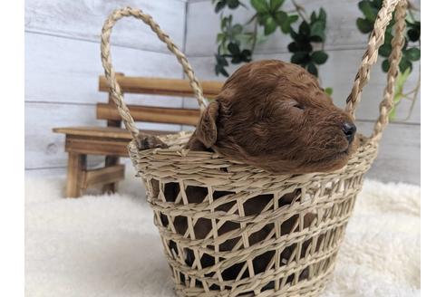 成約済の静岡県のトイプードル-75772の1枚目