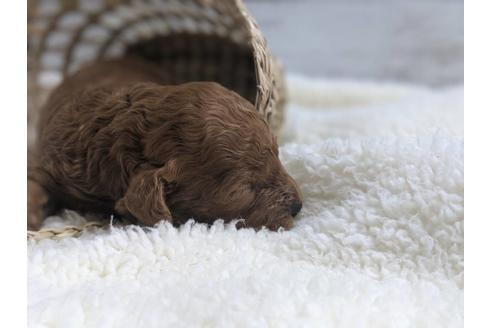 成約済の静岡県のトイプードル-75772の5枚目