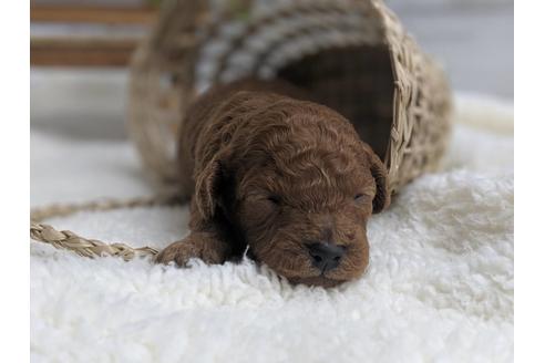 成約済の静岡県のトイプードル-75772の4枚目