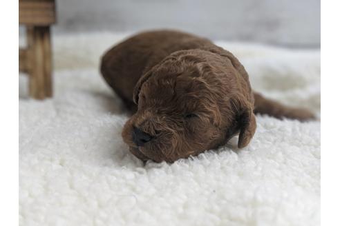 成約済の静岡県のトイプードル-75772の3枚目