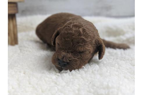 成約済の静岡県のトイプードル-75772の2枚目