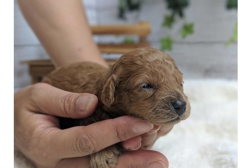 成約済の静岡県のトイプードル-75773の7枚目