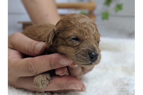 成約済の静岡県のトイプードル-75773