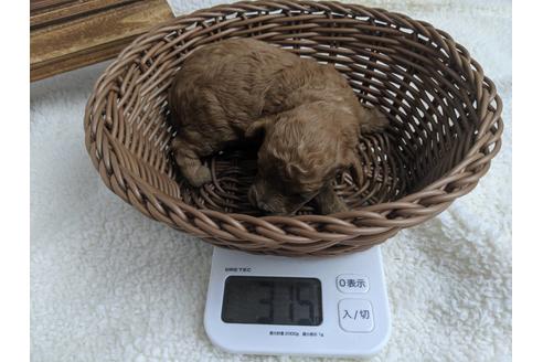 成約済の静岡県のトイプードル-75773の6枚目