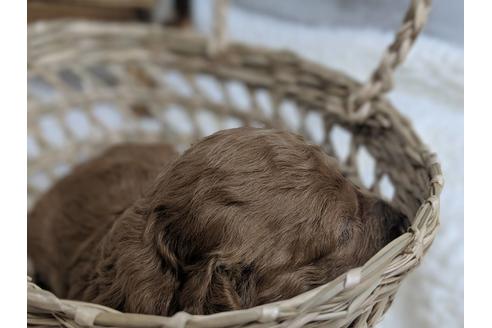 成約済の静岡県のトイプードル-75773の5枚目