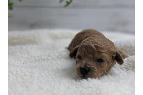 成約済の静岡県のトイプードル-75773の3枚目