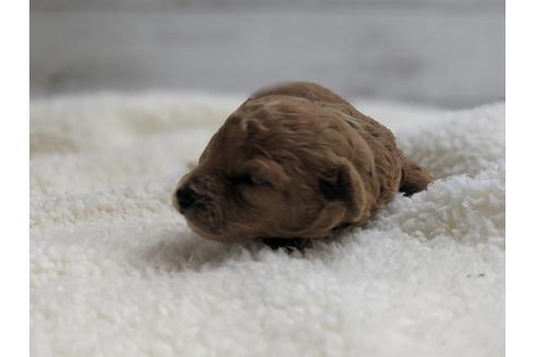 成約済の静岡県のトイプードル-75773の2枚目