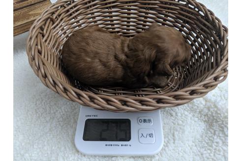 成約済の静岡県のトイプードル-75775の14枚目