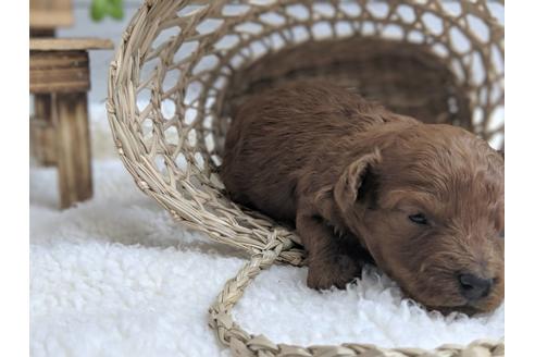 成約済の静岡県のトイプードル-75775の13枚目